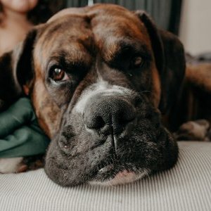 Terapias Com Animais Ajudam Idosos E Crianças